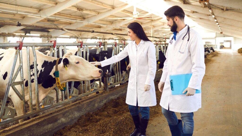 livestock gut health, farm animal nutrition, sustainable livestock farming, animal gut balance, healthy animal digestion, livestock gut microbiome, animal health supplements, farm animal gut welfare, livestock productivity improvement, gut health solutions for livestock