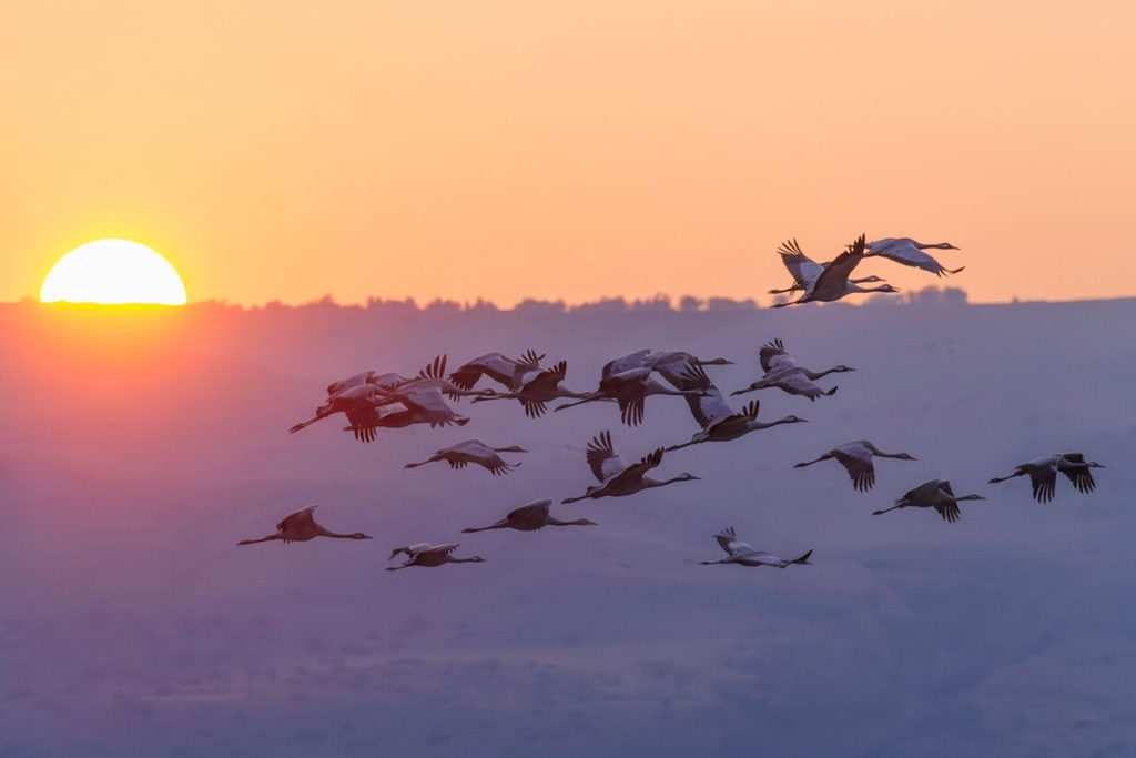 4 Fantastic Seasonal Bird Migration Hotspots in Europe Worth Seeing